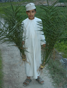 Omani boy carrying young date palms