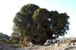 Juniperus excelsa subsp. polycarpos