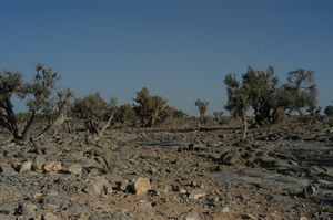 Landscape on Al Jabal al Akhdar with juniper trees