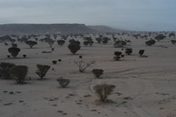 Acacia trees in southern Oman