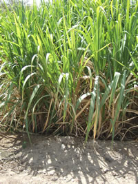 Alfalfa grass