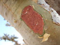 Frankinsense is obtained from the rasin of Boswellia sacra trees