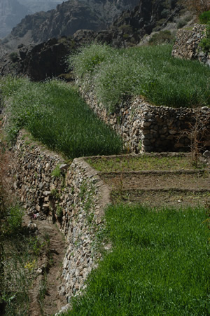 Small terraces at the oasis