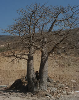 Baobab tree in Wadi Hinna