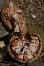 Fruit of the baobab tree