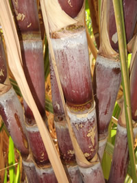 Sugar cane