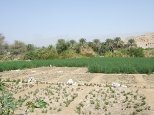 Peri-urban agriculture near the ancient mosque