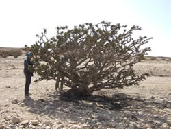 Boswellia sacra tree