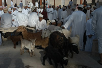 Goats trade at Nizwa livestock market